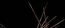 quintal studio opening image